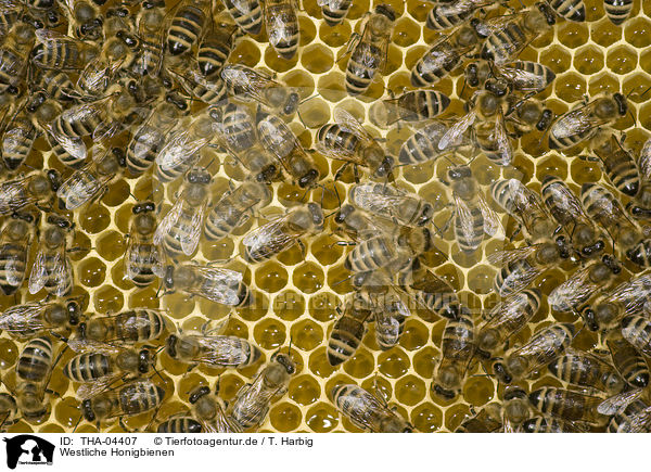 Westliche Honigbienen / european bees / THA-04407