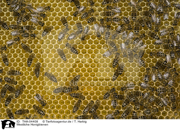 Westliche Honigbienen / european bees / THA-04408