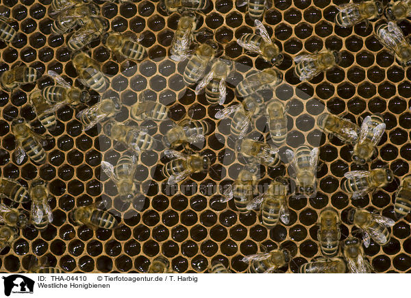 Westliche Honigbienen / european bees / THA-04410