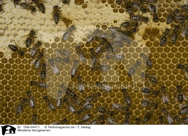 Westliche Honigbienen / european bees / THA-04411