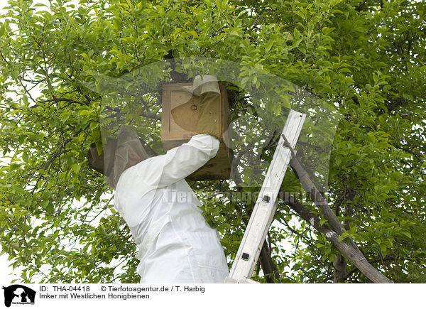 Imker mit Westlichen Honigbienen / THA-04418