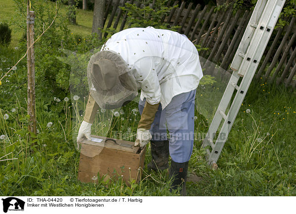 Imker mit Westlichen Honigbienen / THA-04420