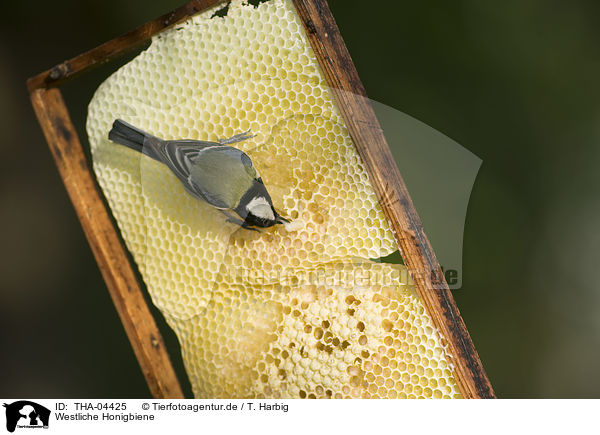 Westliche Honigbiene / european bee / THA-04425