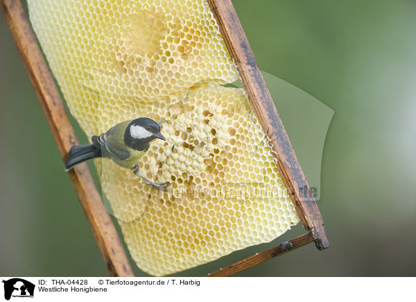 Westliche Honigbiene / european bee / THA-04428
