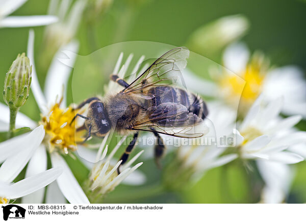 Westliche Honigbiene / western honeybee / MBS-08315