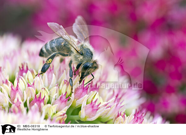 Westliche Honigbiene / western honeybee / MBS-08318
