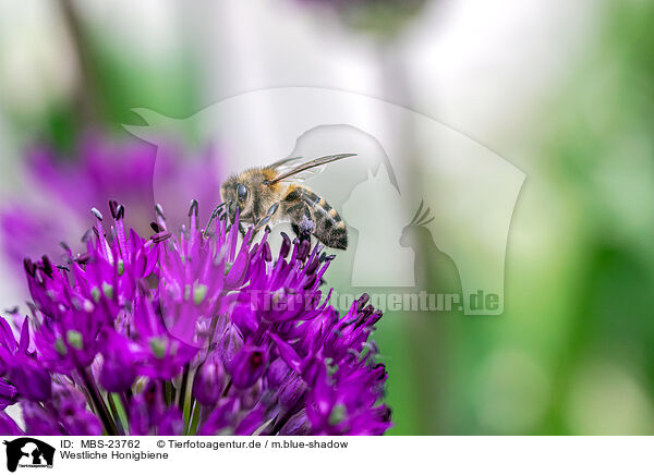 Westliche Honigbiene / honeybee / MBS-23762