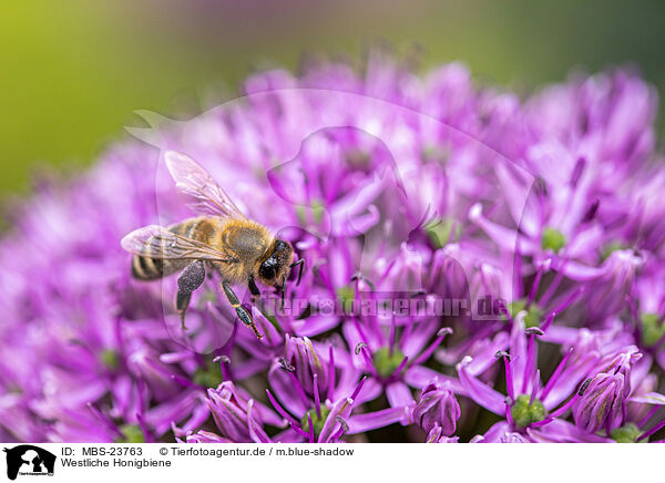 Westliche Honigbiene / honeybee / MBS-23763
