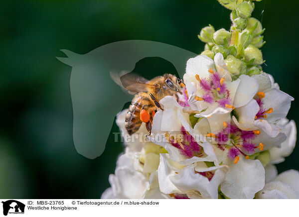 Westliche Honigbiene / honeybee / MBS-23765