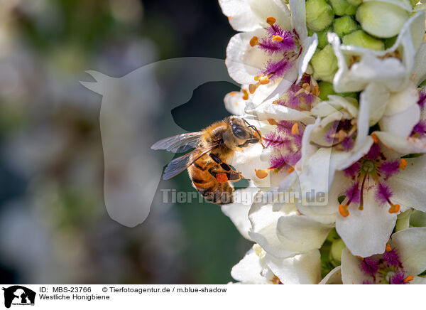 Westliche Honigbiene / honeybee / MBS-23766