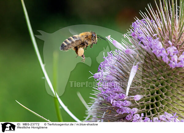 Westliche Honigbiene / honeybee / MBS-23772