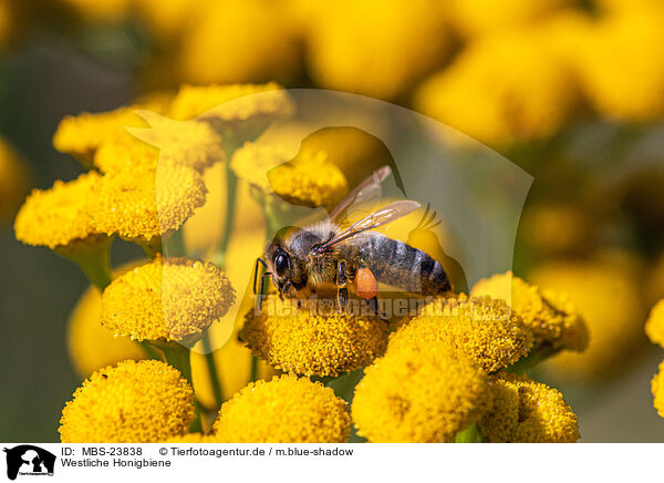 Westliche Honigbiene / honeybee / MBS-23838