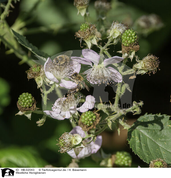 Westliche Honigbienen / European honey bees / HB-02043