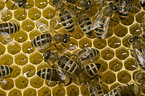 Westliche Honigbienen