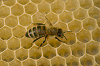Westliche Honigbiene