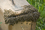 Westliche Honigbienen