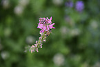 Westliche Honigbiene