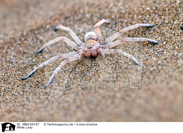 White Lady / MBS-06187