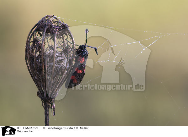 Widderchen / moth / CM-01522