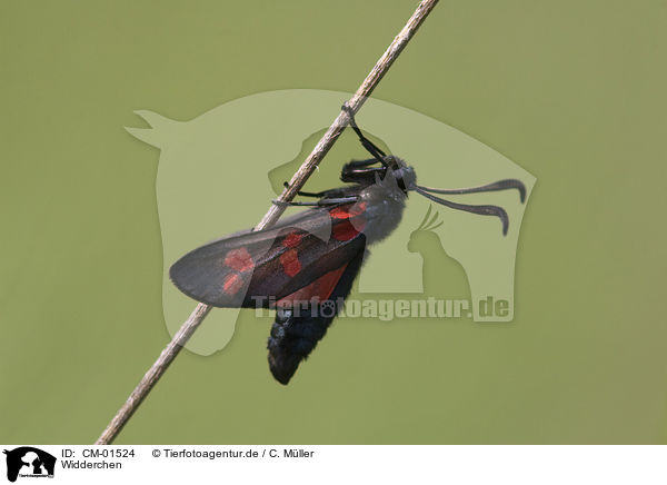 Widderchen / CM-01524