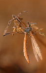 Wiesenschnake mit Morgentau