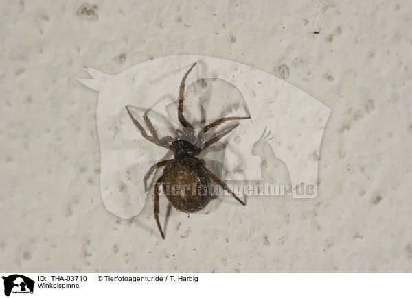 Winkelspinne / house spider / THA-03710
