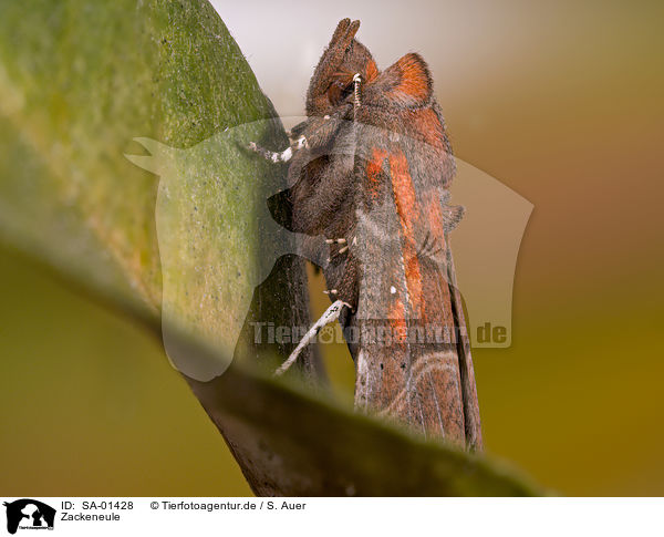 Zackeneule / herald moth / SA-01428