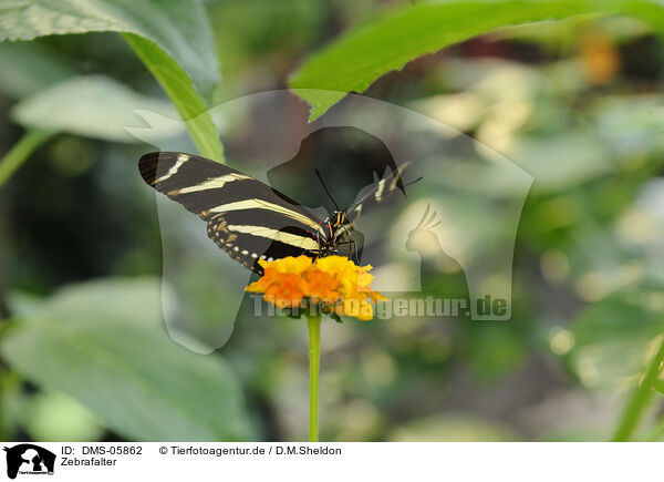 Zebrafalter / brush-footed butterfly / DMS-05862