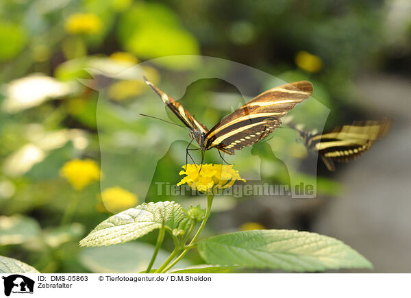 Zebrafalter / brush-footed butterfly / DMS-05863