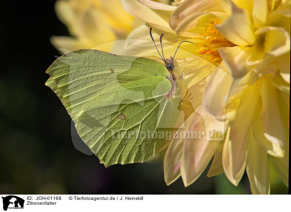 Zitronenfalter / brimstone butterfly / JOH-01168