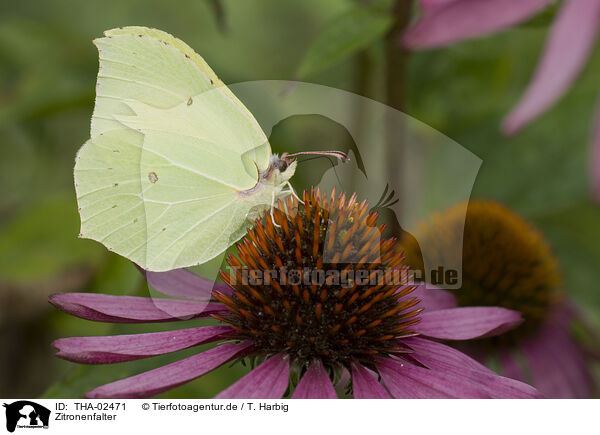 Zitronenfalter / brimstone butterfly / THA-02471