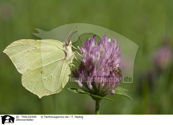 Zitronenfalter / brimstone butterfly / THA-02490