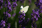 Zitronenfalter auf Blume