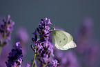 Zitronenfalter auf Blume