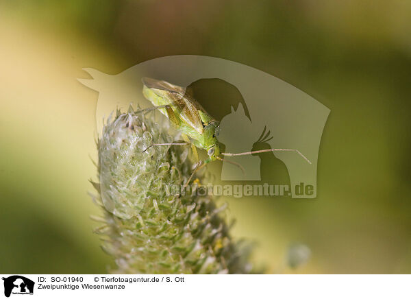 Zweipunktige Wiesenwanze / potato bug / SO-01940