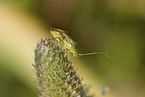 Zweipunktige Wiesenwanze