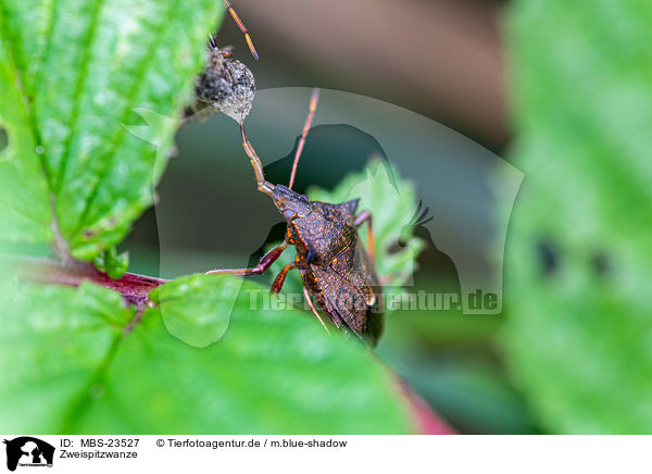 Zweispitzwanze / spiked shieldbug / MBS-23527