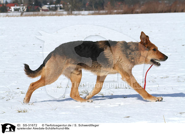 Spielender Airedale Schaferhund Mix Ss 31672 Mischling