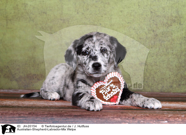 Lagotto Kleinanzeigen Kaufen Verkaufen Bei Deinetierwelt