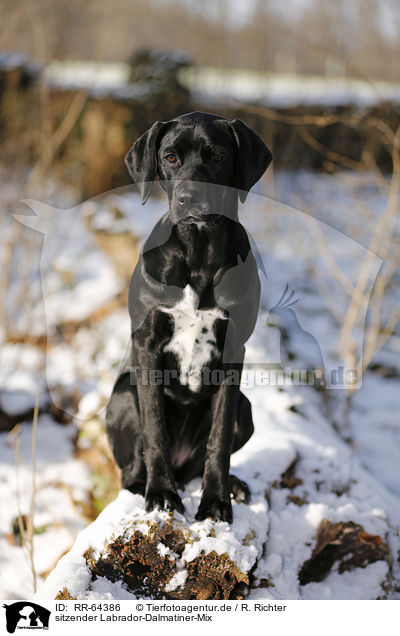 gør dig irriteret Optimistisk dette RR-64386 - sitzender Labrador-Dalmatiner-Mix Bilder Stockbilder kaufen  professionell - Tierfotoagentur - Bildagentur mit Spezialisierung auf  Tierbilder und Tierfotos
