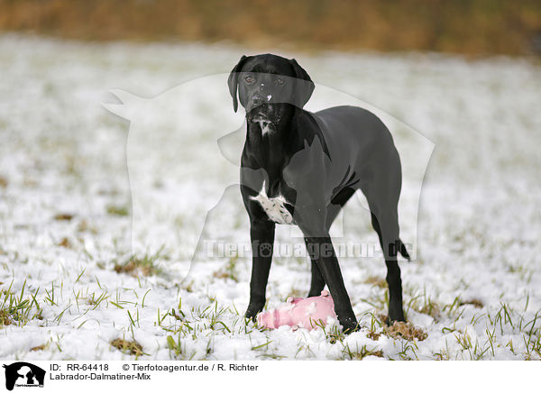 violet Meyella Forståelse Labrador-Dalmatiner-Mix - RR-64418 - » Mischling - Hunde - Tierfotoagentur  - Bildagentur mit Spezialisierung auf Tierbilder und Tierfotos