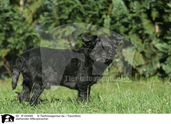 stehender Affenpinscher / IF-04486