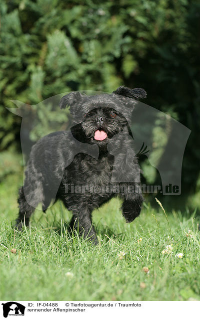rennender Affenpinscher / running Affenpinscher / IF-04488