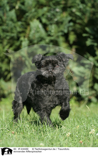 rennender Affenpinscher / IF-04489