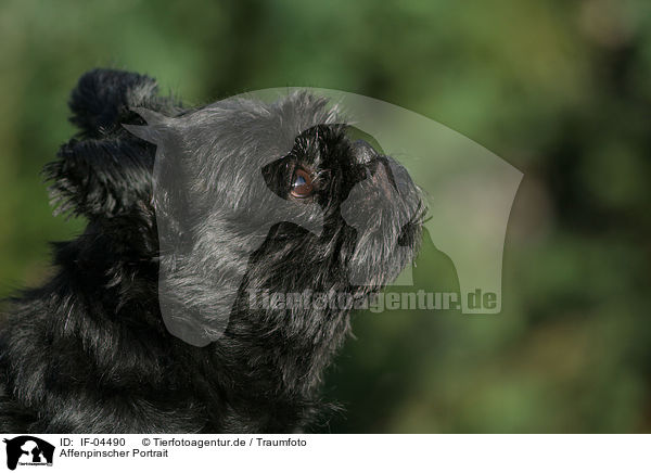 Affenpinscher Portrait / IF-04490