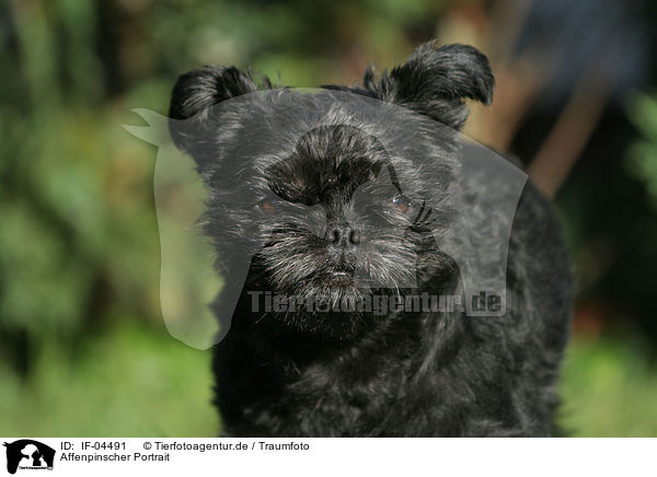 Affenpinscher Portrait / IF-04491
