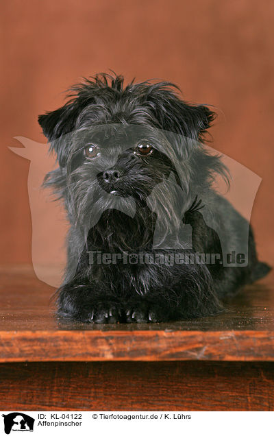 Affenpinscher / Affenpinscher / KL-04122