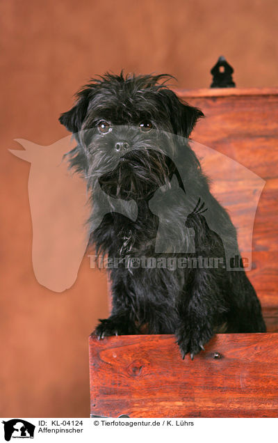 Affenpinscher / Affenpinscher / KL-04124