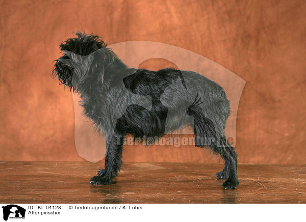 Affenpinscher / Affenpinscher / KL-04128