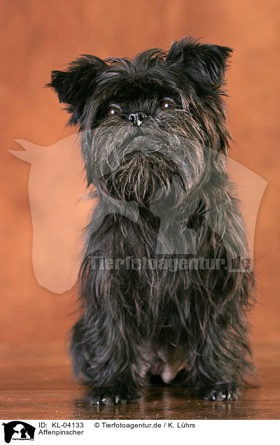 Affenpinscher / KL-04133